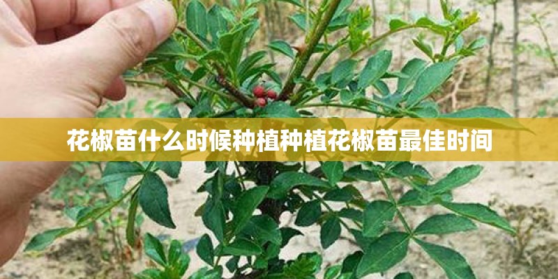 花椒苗什么时候种植种植花椒苗最佳时间