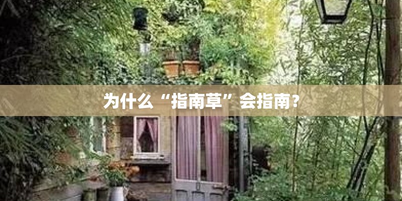 为什么“指南草”会指南？