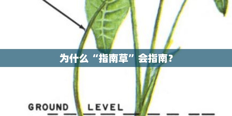 为什么“指南草”会指南？