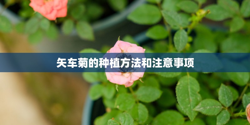矢车菊的种植方法和注意事项