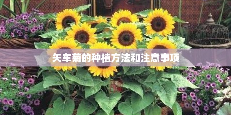 矢车菊的种植方法和注意事项