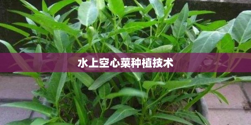 水上空心菜种植技术