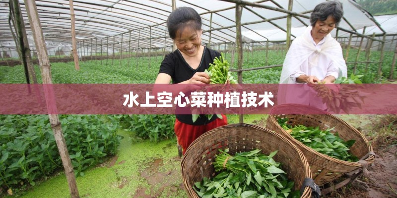 水上空心菜种植技术