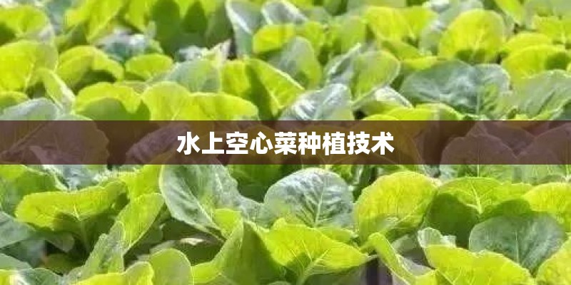 水上空心菜种植技术
