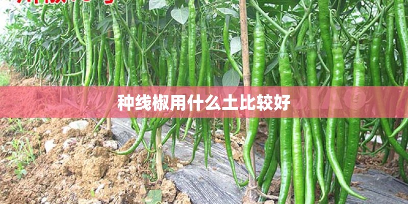 种线椒用什么土比较好