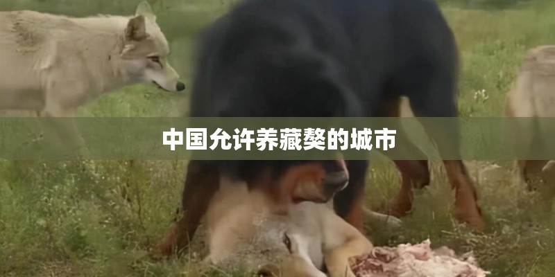 中国允许养藏獒的城市