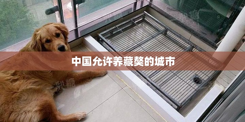 中国允许养藏獒的城市