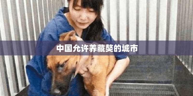 中国允许养藏獒的城市