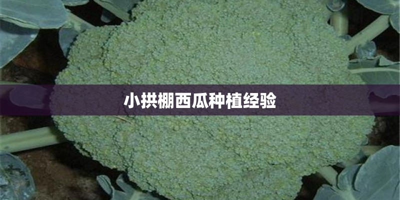 小拱棚西瓜种植经验