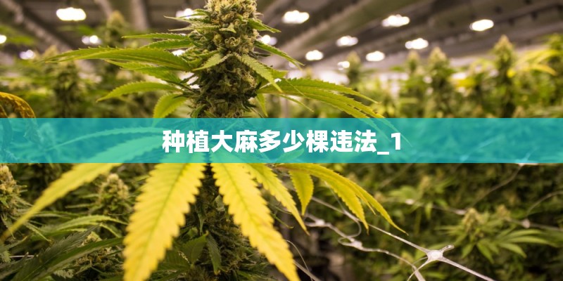 种植大麻多少棵违法_1