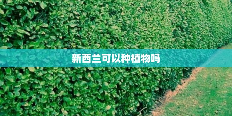 新西兰可以种植物吗