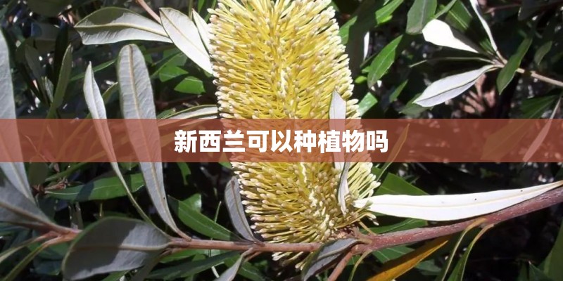 新西兰可以种植物吗