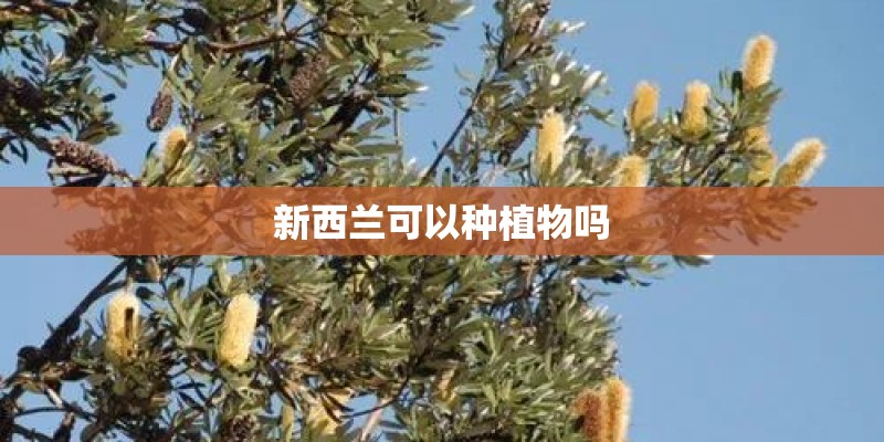 新西兰可以种植物吗