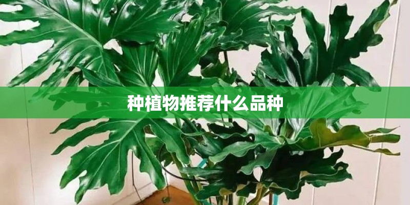 种植物推荐什么品种