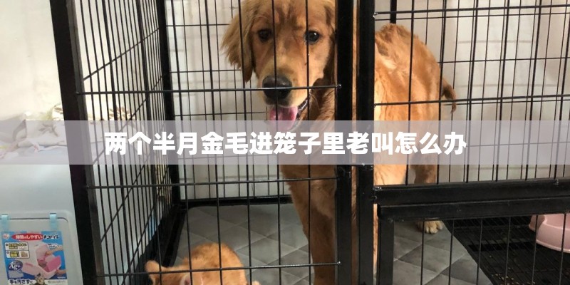 两个半月金毛进笼子里老叫怎么办
