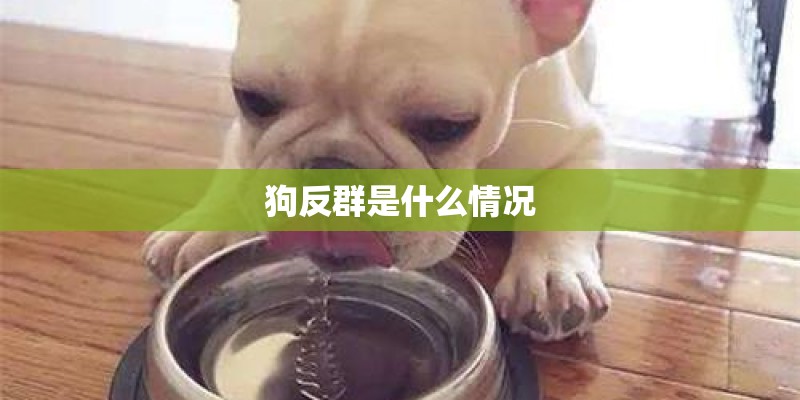 狗反群是什么情况