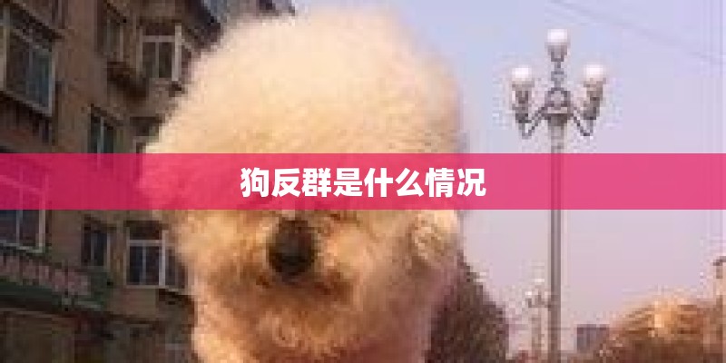 狗反群是什么情况