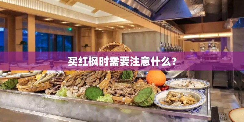 买红枫时需要注意什么？
