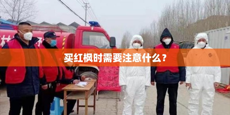 买红枫时需要注意什么？