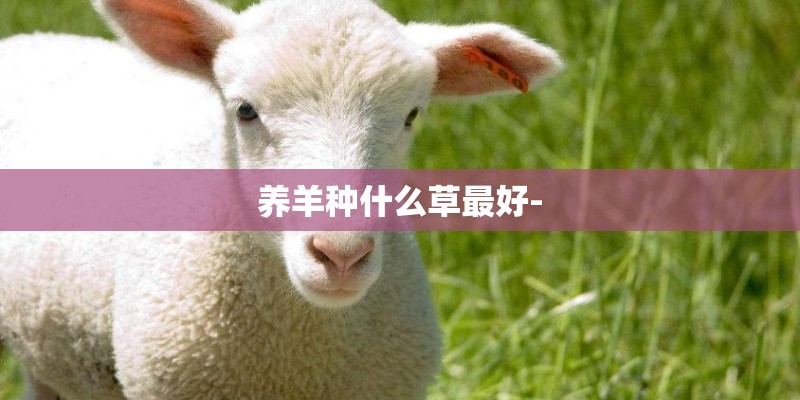 养羊种什么草最好-