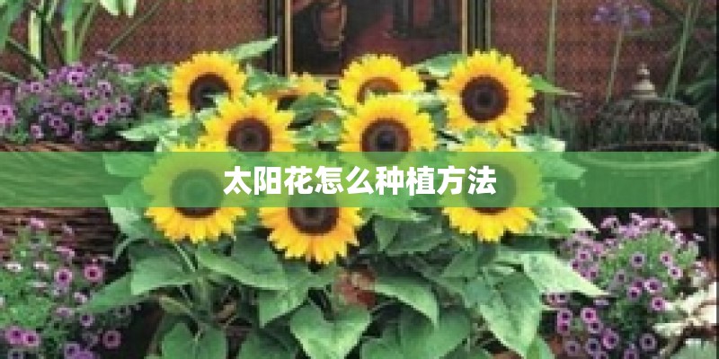 太阳花怎么种植方法
