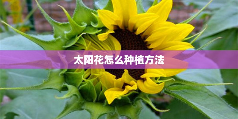 太阳花怎么种植方法