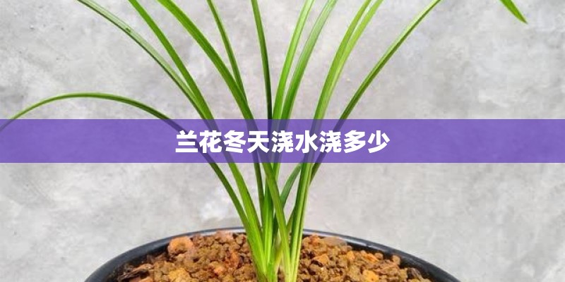 兰花冬天浇水浇多少