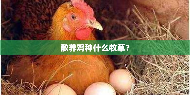 散养鸡种什么牧草？