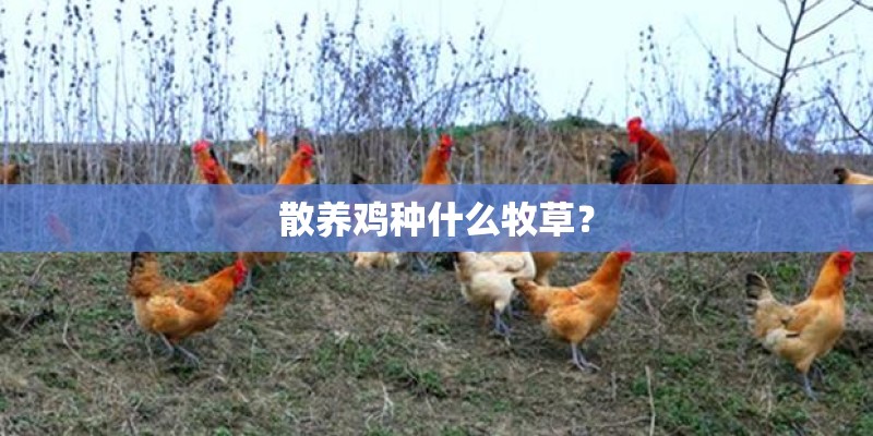 散养鸡种什么牧草？