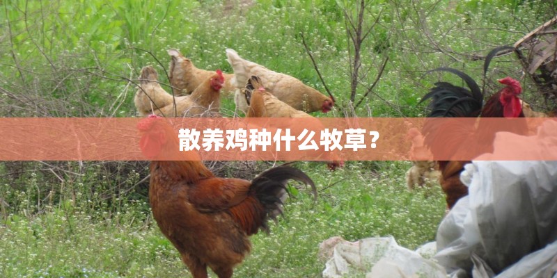 散养鸡种什么牧草？