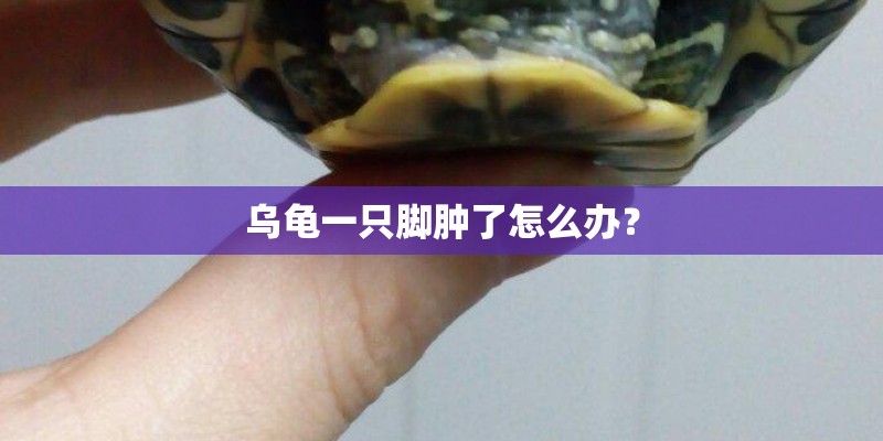乌龟一只脚肿了怎么办？