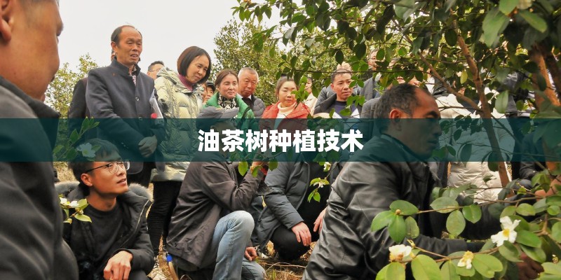 油茶树种植技术