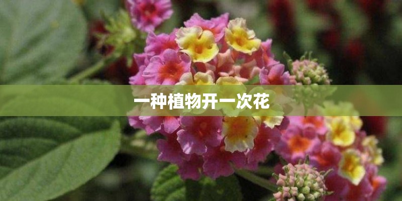 一种植物开一次花