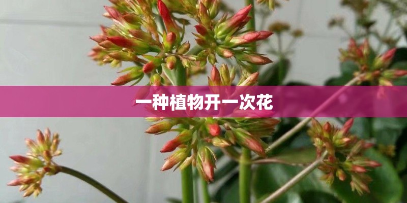 一种植物开一次花