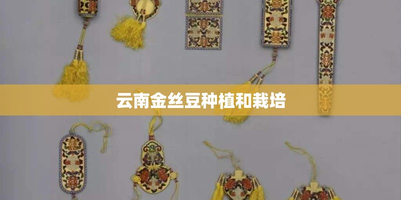云南金丝豆种植和栽培