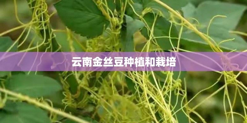 云南金丝豆种植和栽培