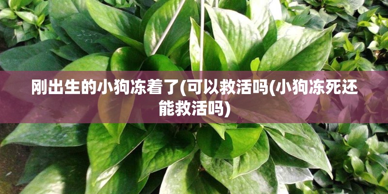 刚出生的小狗冻着了(可以救活吗(小狗冻死还能救活吗)