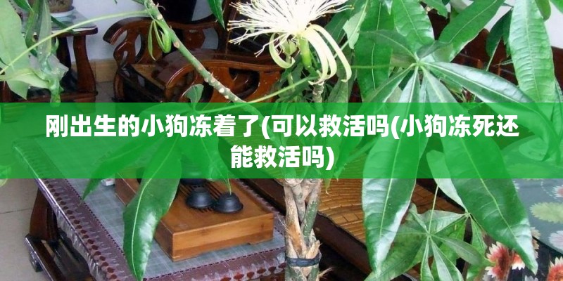 刚出生的小狗冻着了(可以救活吗(小狗冻死还能救活吗)