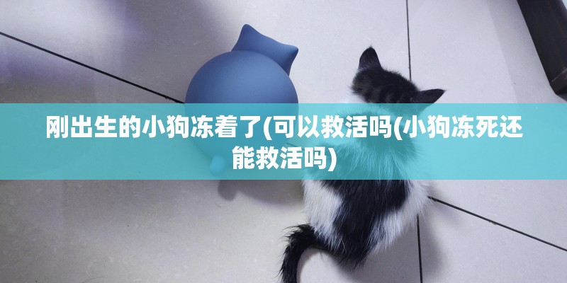 刚出生的小狗冻着了(可以救活吗(小狗冻死还能救活吗)