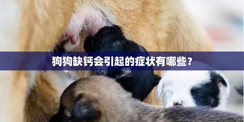 狗狗缺钙会引起的症状有哪些？