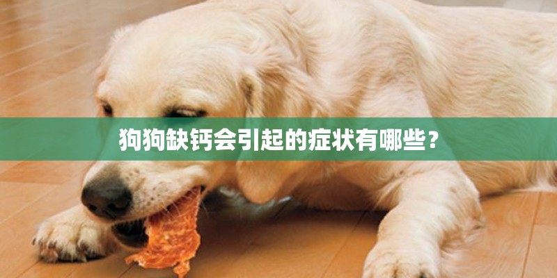 狗狗缺钙会引起的症状有哪些？