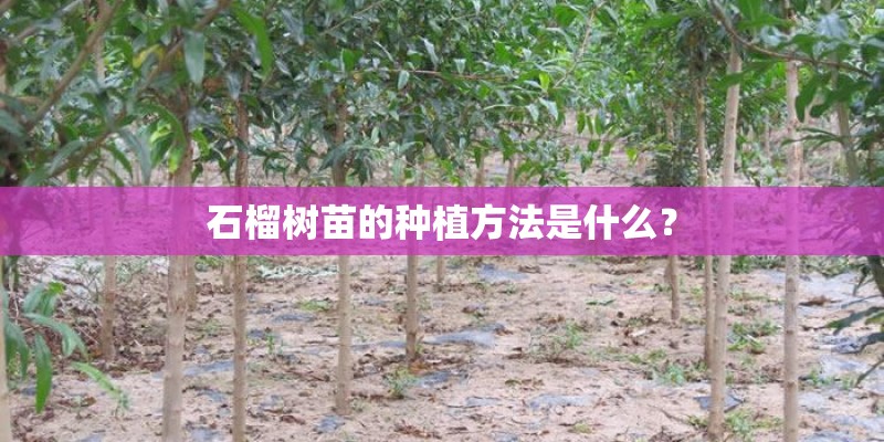 石榴树苗的种植方法是什么？