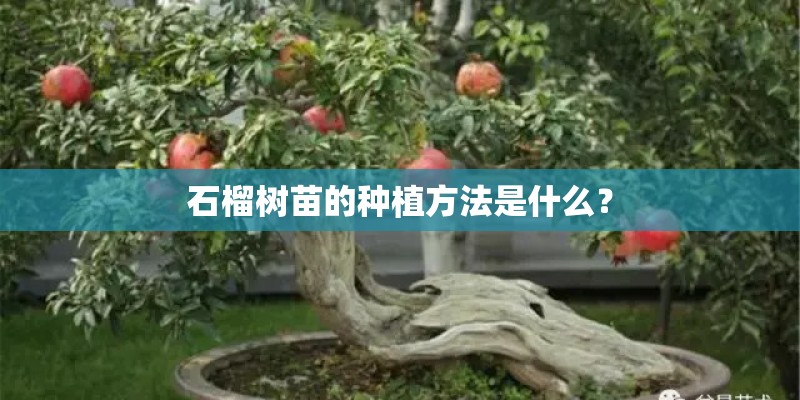 石榴树苗的种植方法是什么？