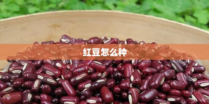 红豆怎么种