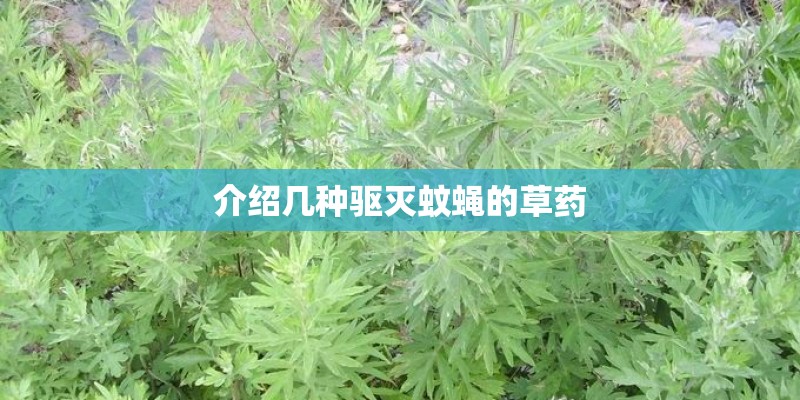 介绍几种驱灭蚊蝇的草药