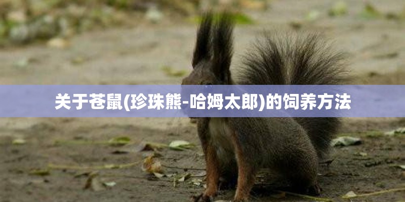 关于苍鼠(珍珠熊-哈姆太郎)的饲养方法