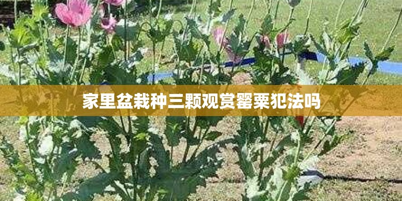 家里盆栽种三颗观赏罂粟犯法吗
