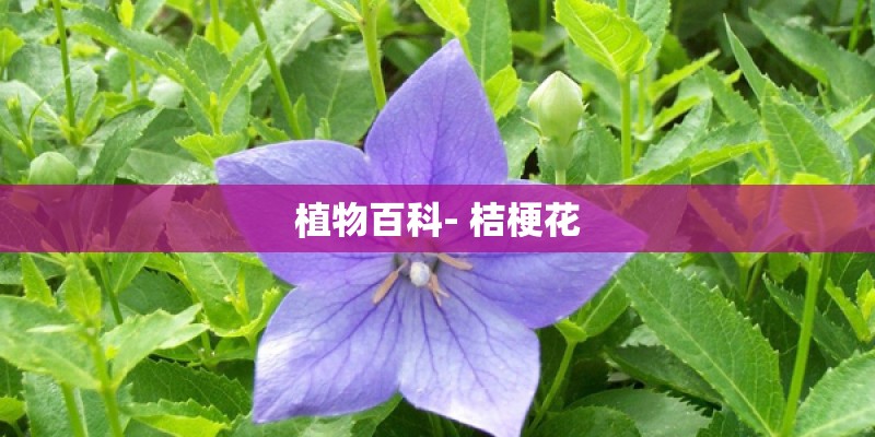 植物百科- 桔梗花