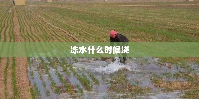 冻水什么时候浇