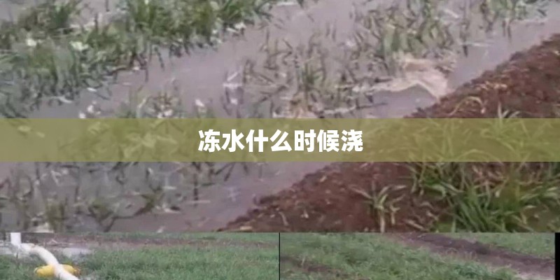 冻水什么时候浇